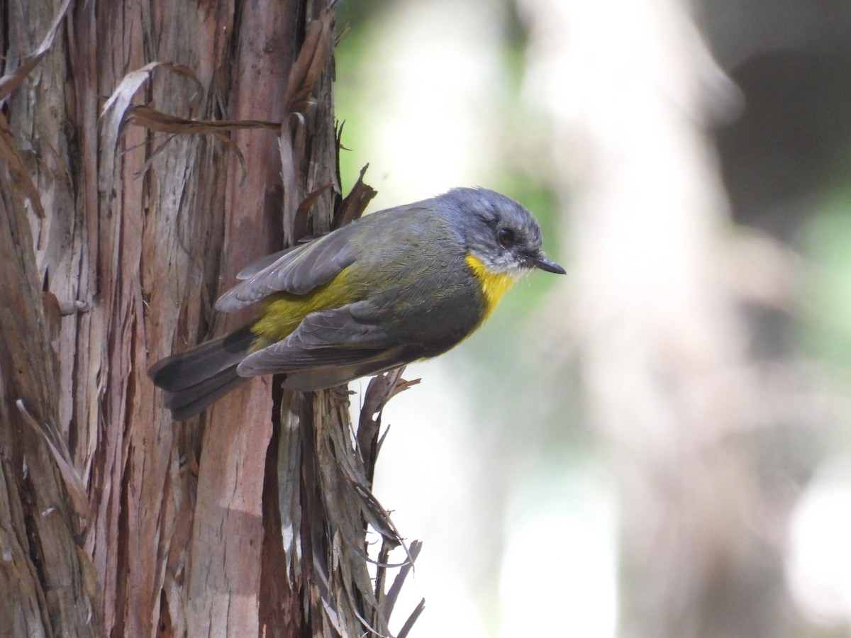 lejsčík žlutý - ML645678240