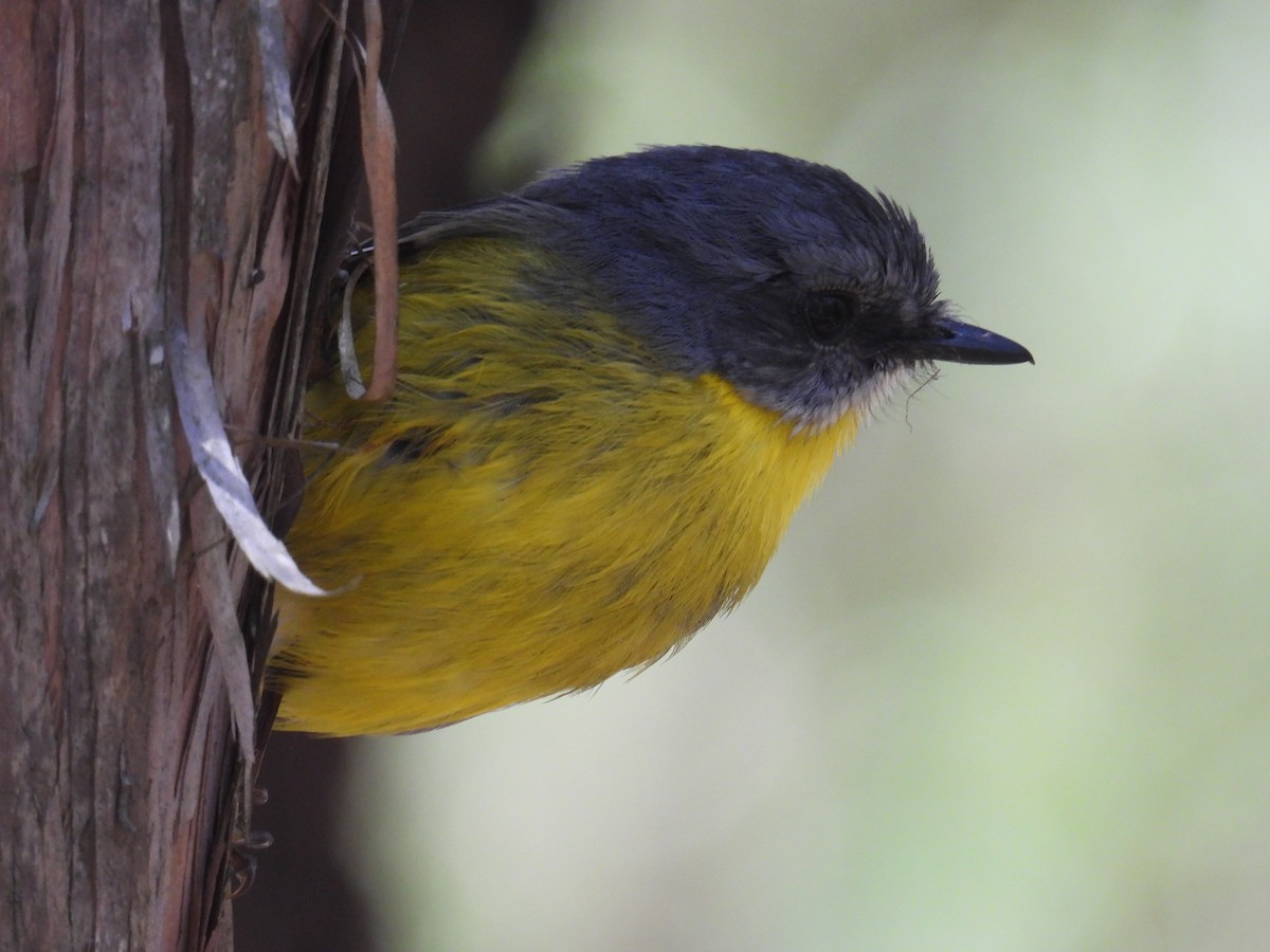 lejsčík žlutý - ML645678242