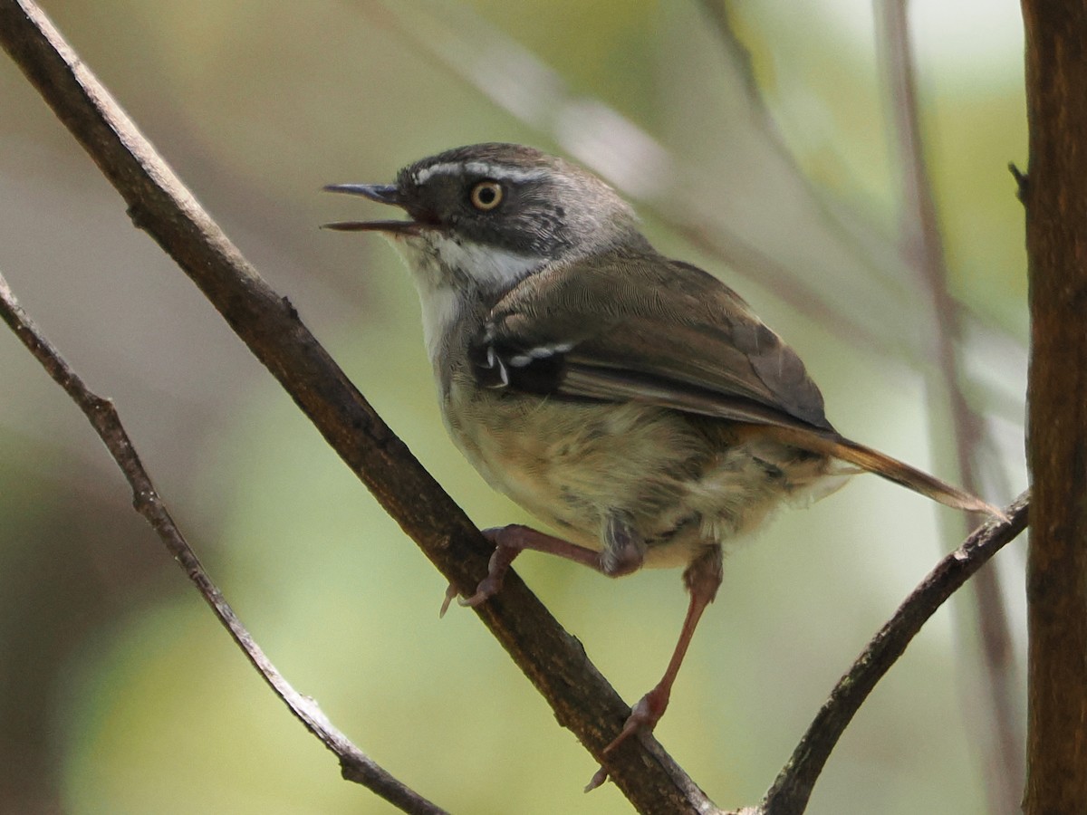 White-browed Scrubwren - ML645678252