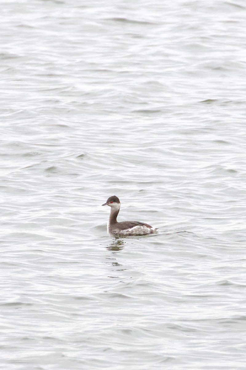 Horned Grebe - ML645678255