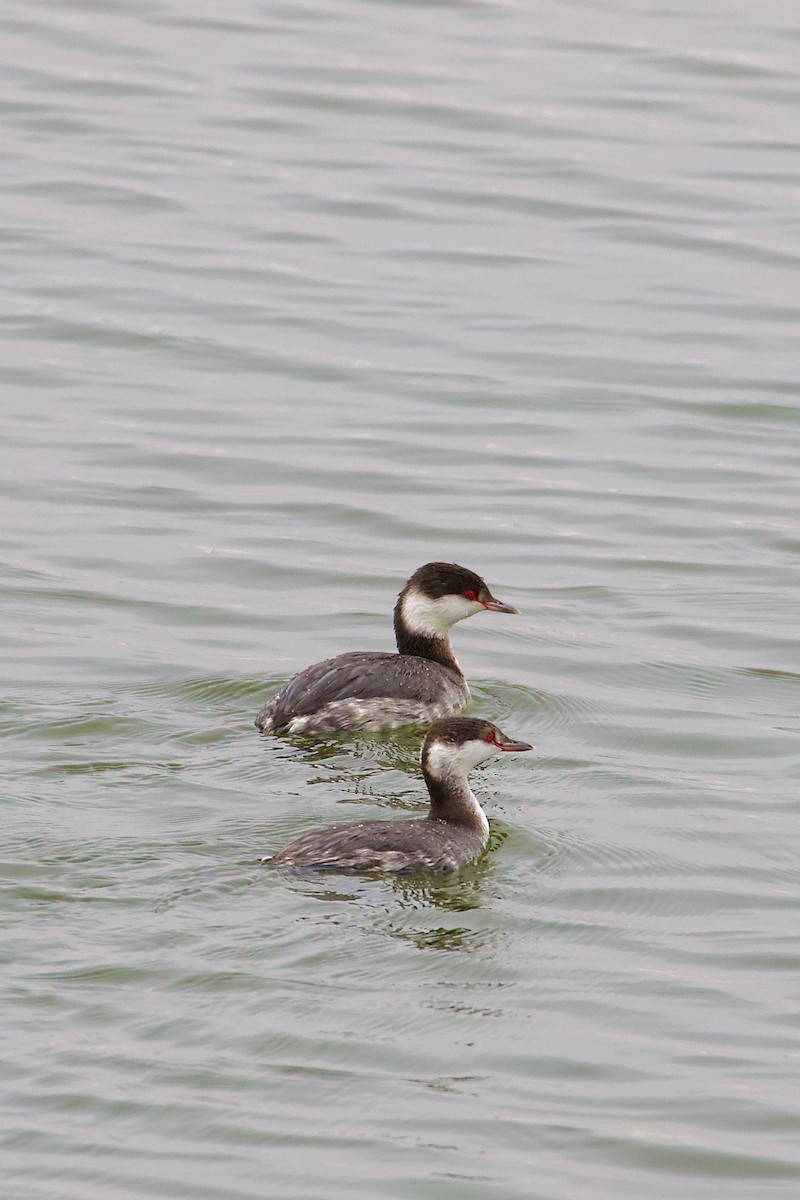 Horned Grebe - ML645678256