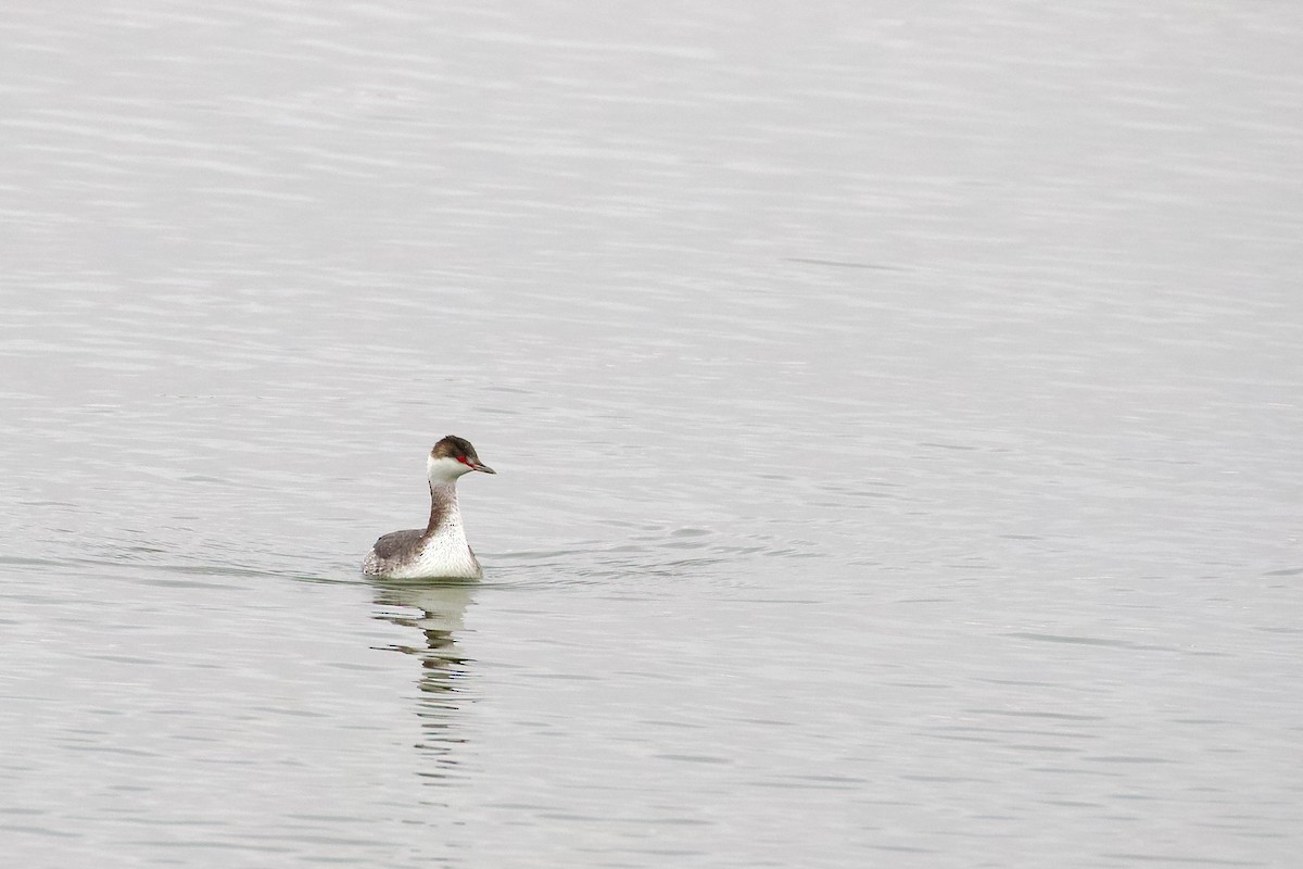 Horned Grebe - ML645678257