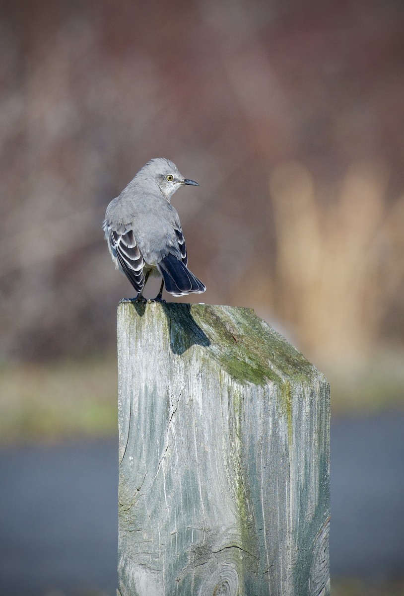 Northern Mockingbird - ML645678261