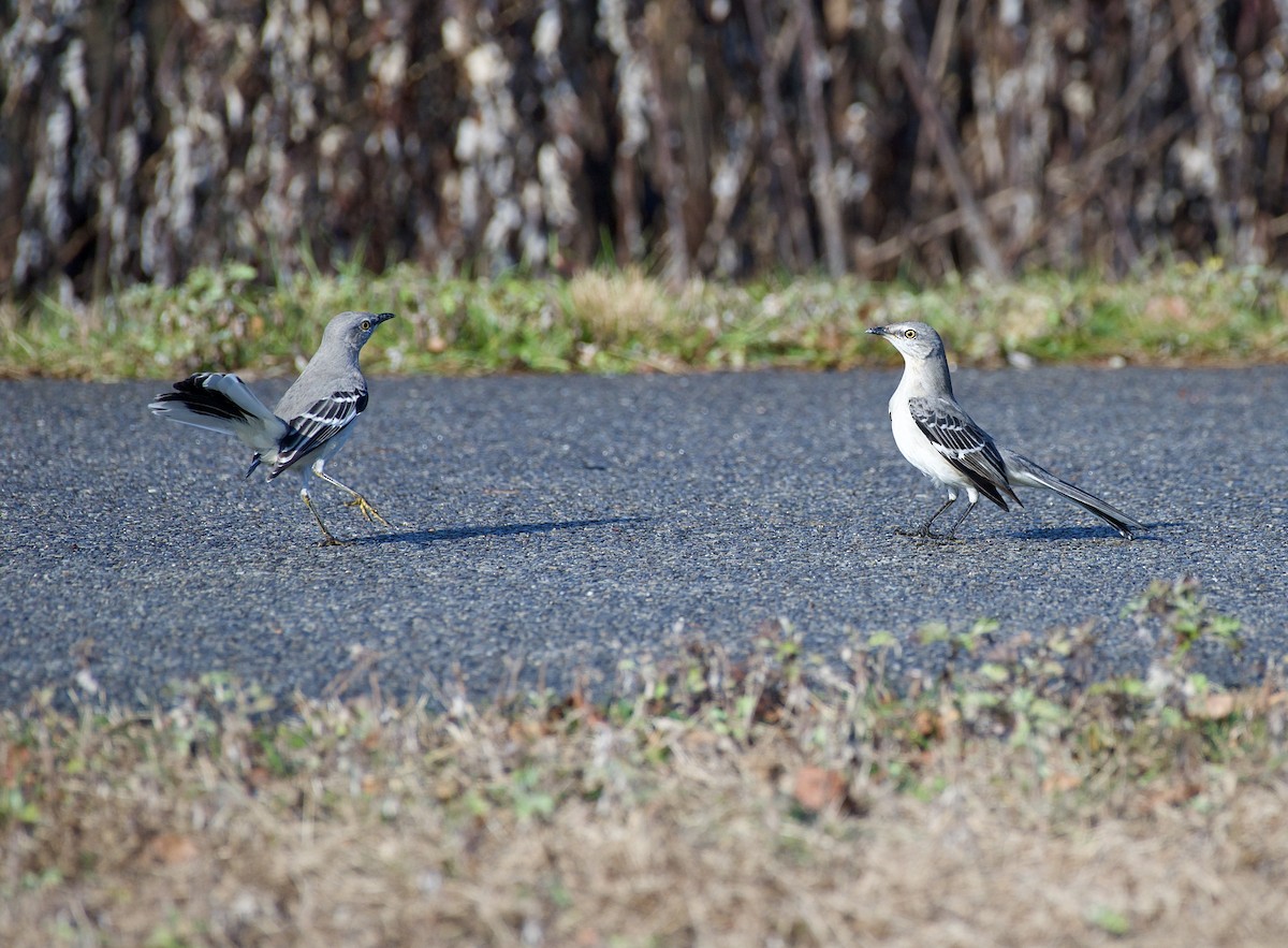 Northern Mockingbird - ML645678262