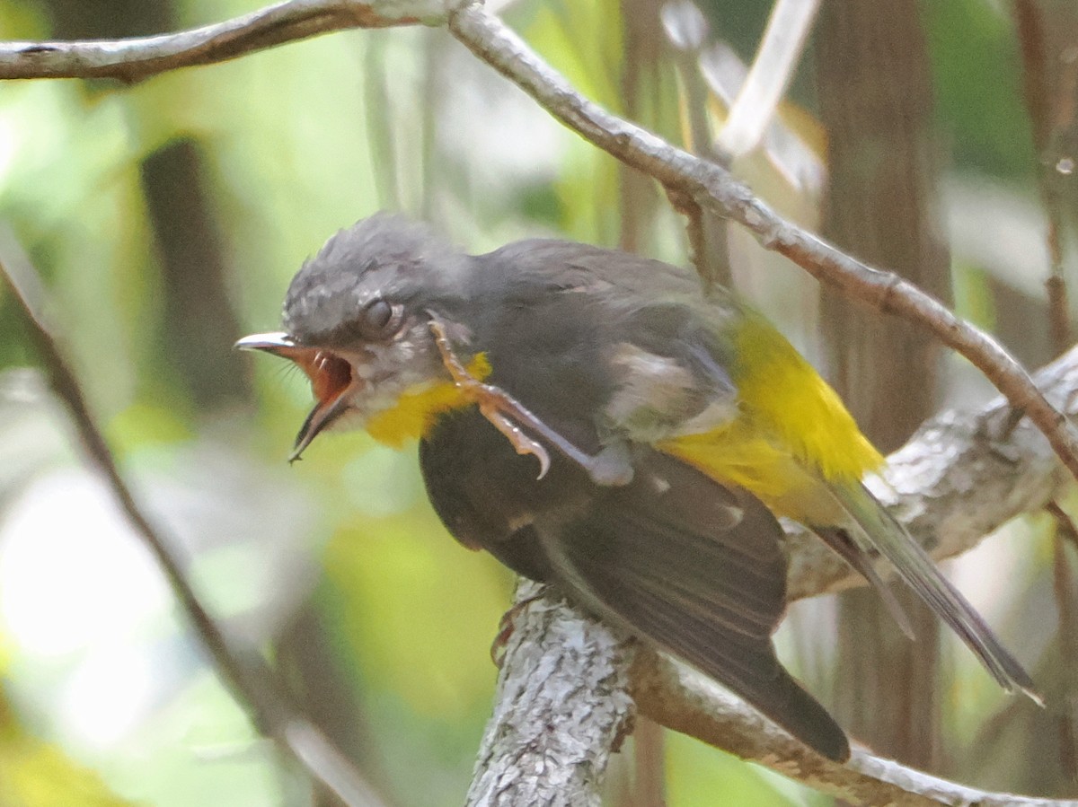 Eastern Yellow Robin - ML645678263