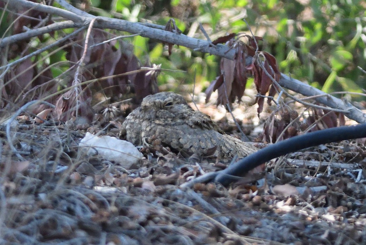 Egyptian Nightjar - ML645678279