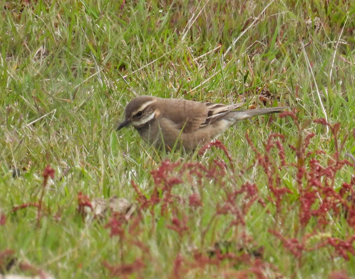Buff-winged Cinclodes - ML645678283