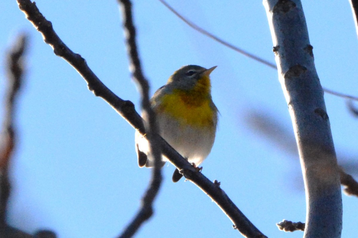 Northern Parula - ML645678296