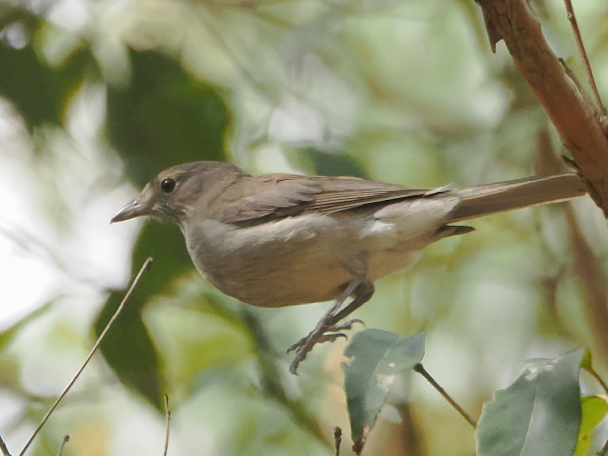 Gray Shrikethrush - ML645678301