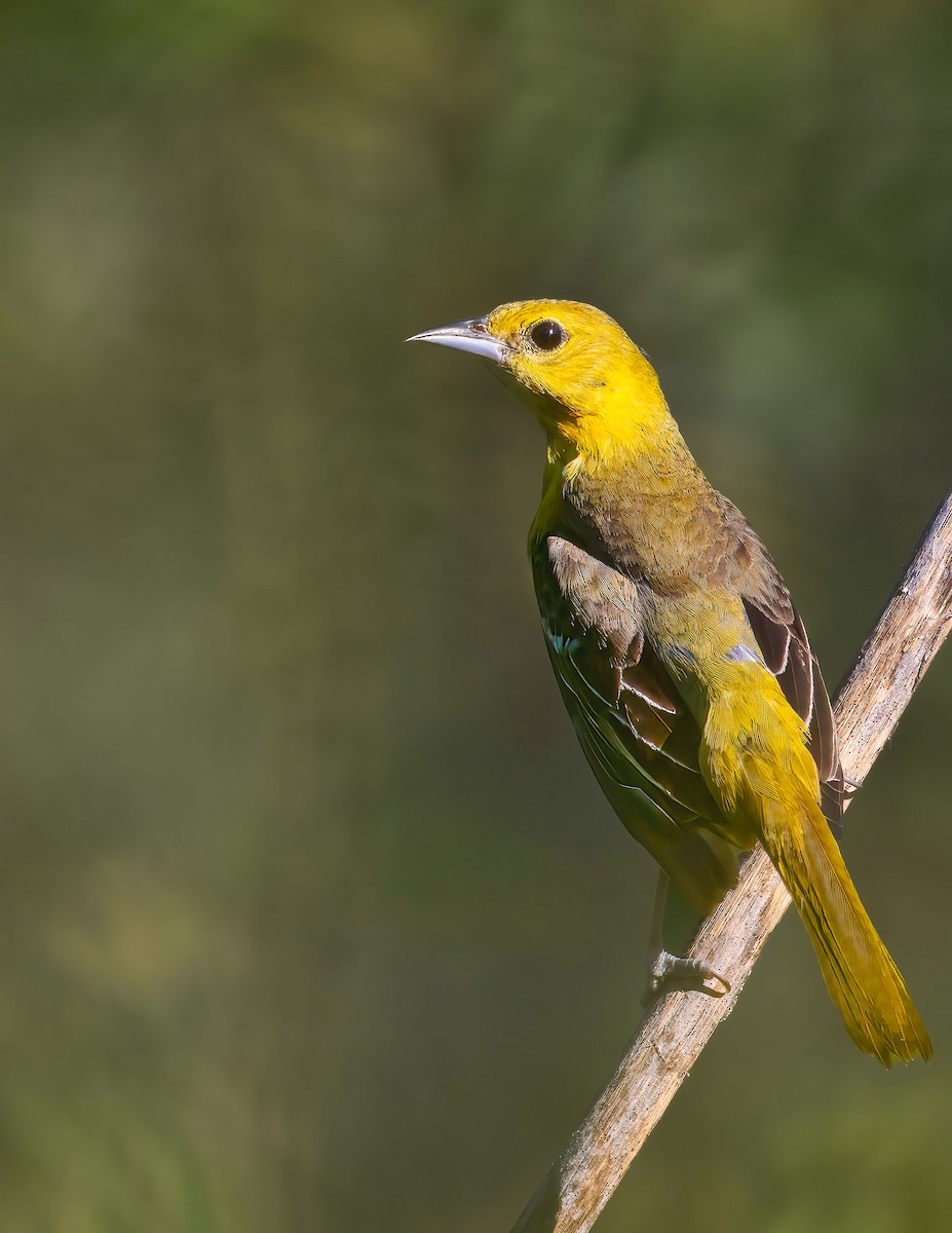 アカクロムクドリモドキ - ML645678302