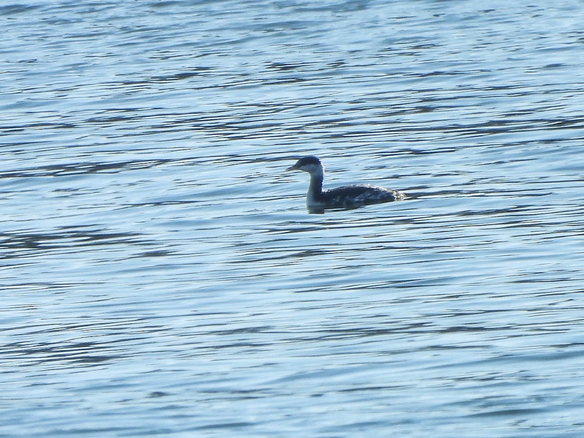 Horned Grebe - ML645678303