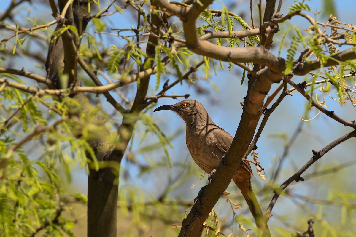 Curve-billed Thrasher - ML645678306