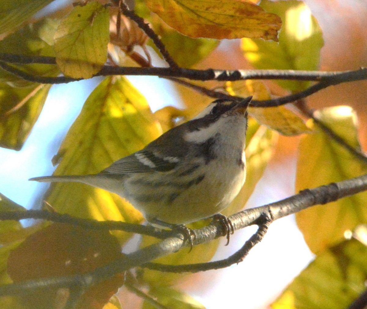 Black-throated Gray Warbler - ML645678309