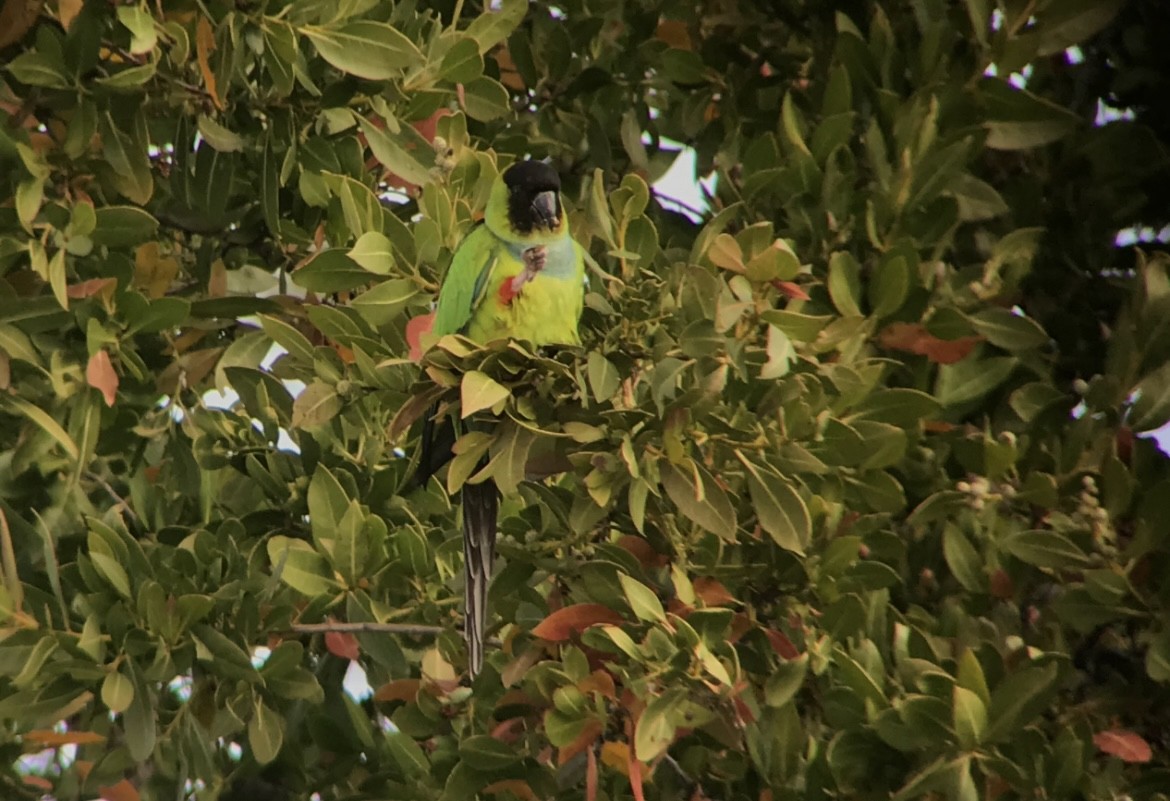 aratinga černohlavý - ML645678310