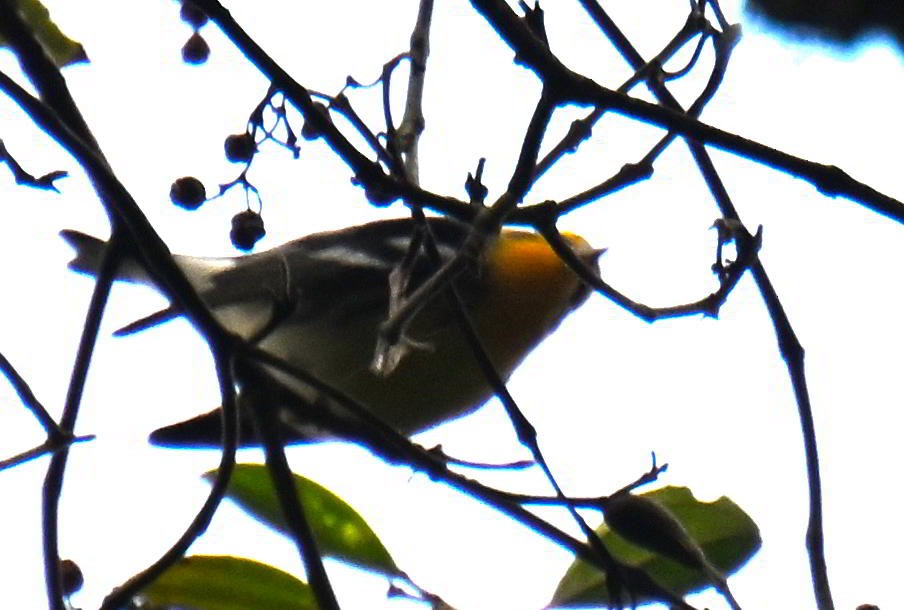 Blackburnian Warbler - ML645678320