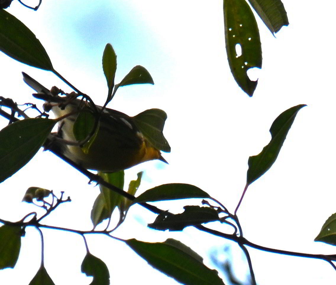 Blackburnian Warbler - ML645678321