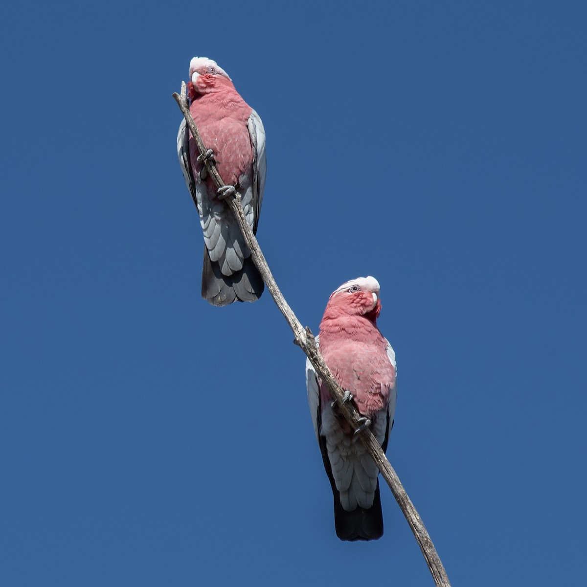 Galah - ML645678325