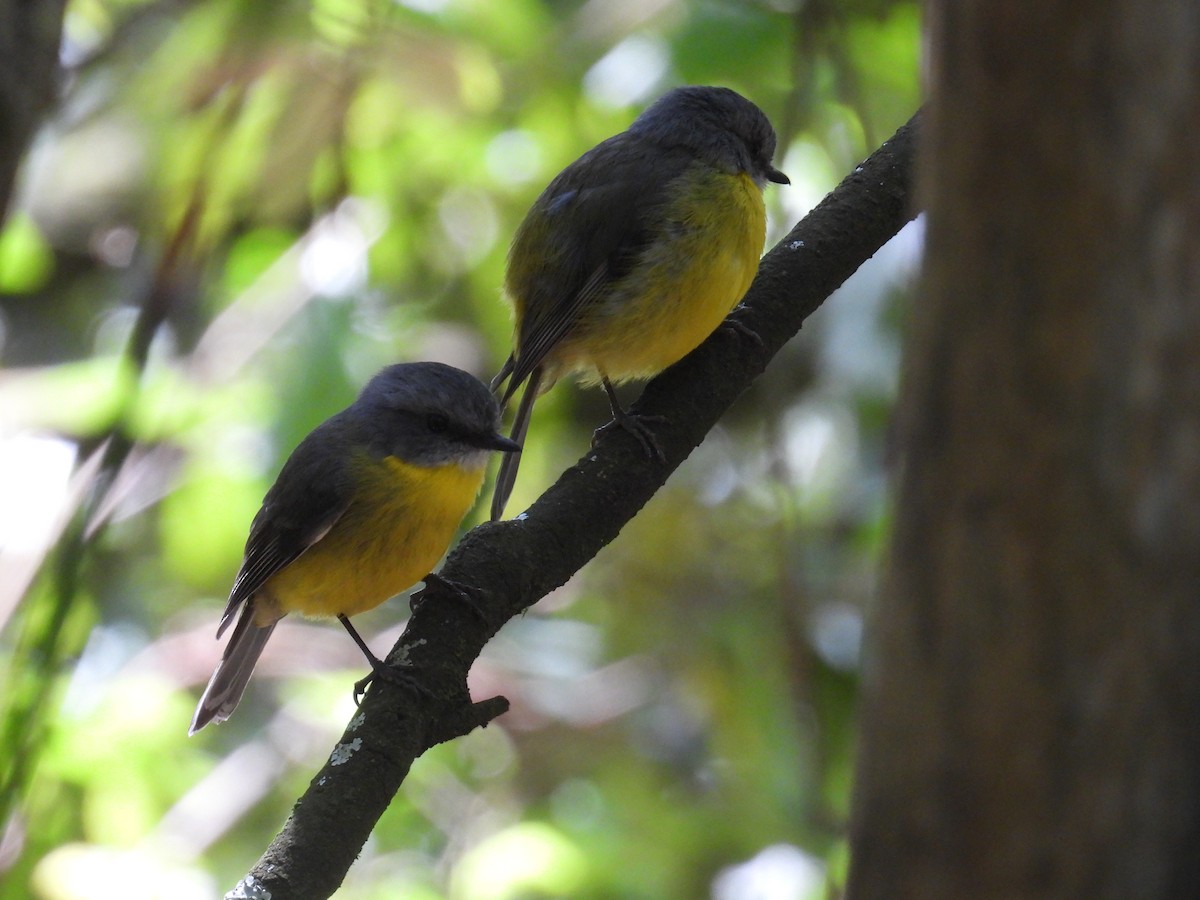 lejsčík žlutý - ML645678353