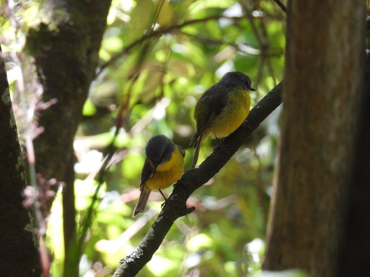 lejsčík žlutý - ML645678354