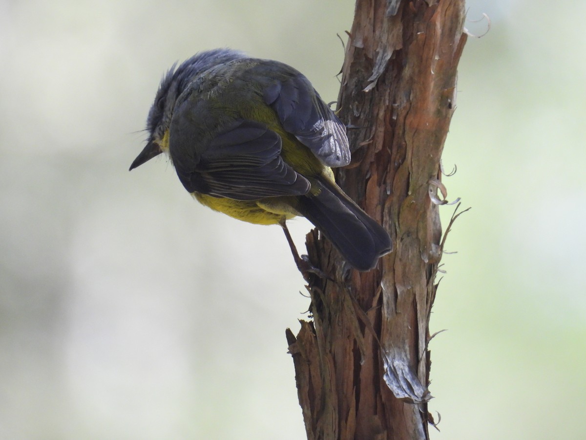 lejsčík žlutý - ML645678355