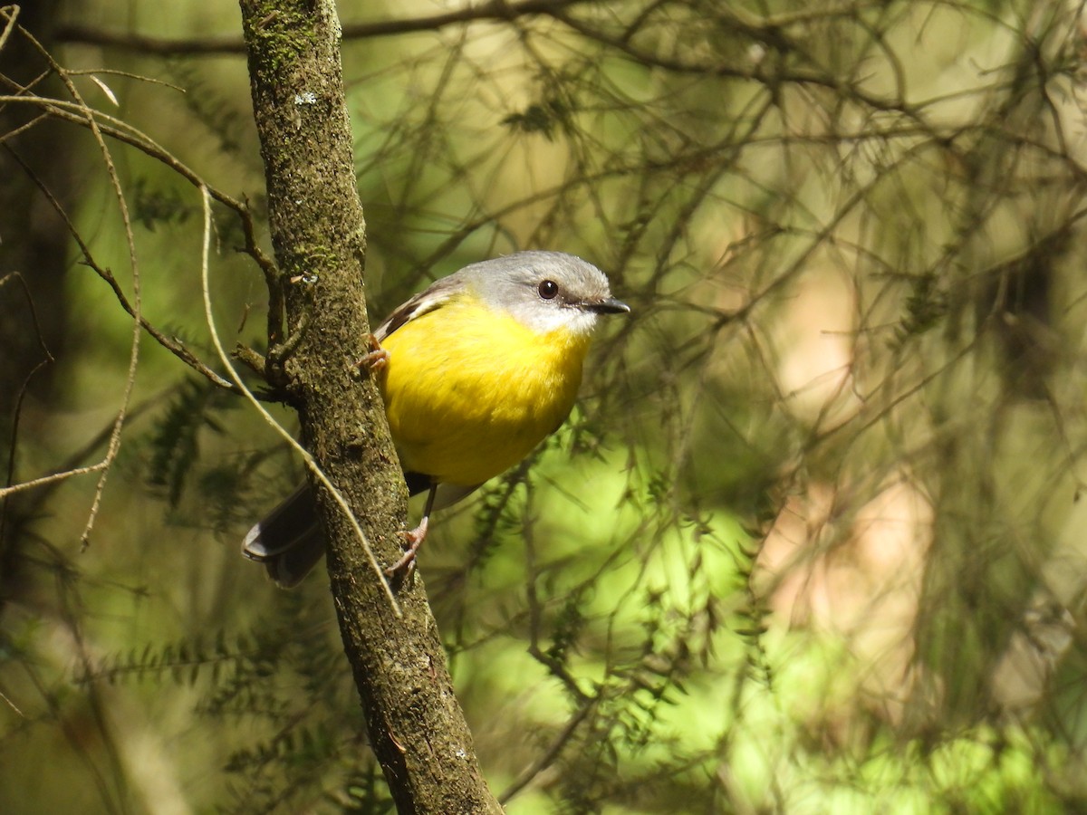 lejsčík žlutý - ML645678356