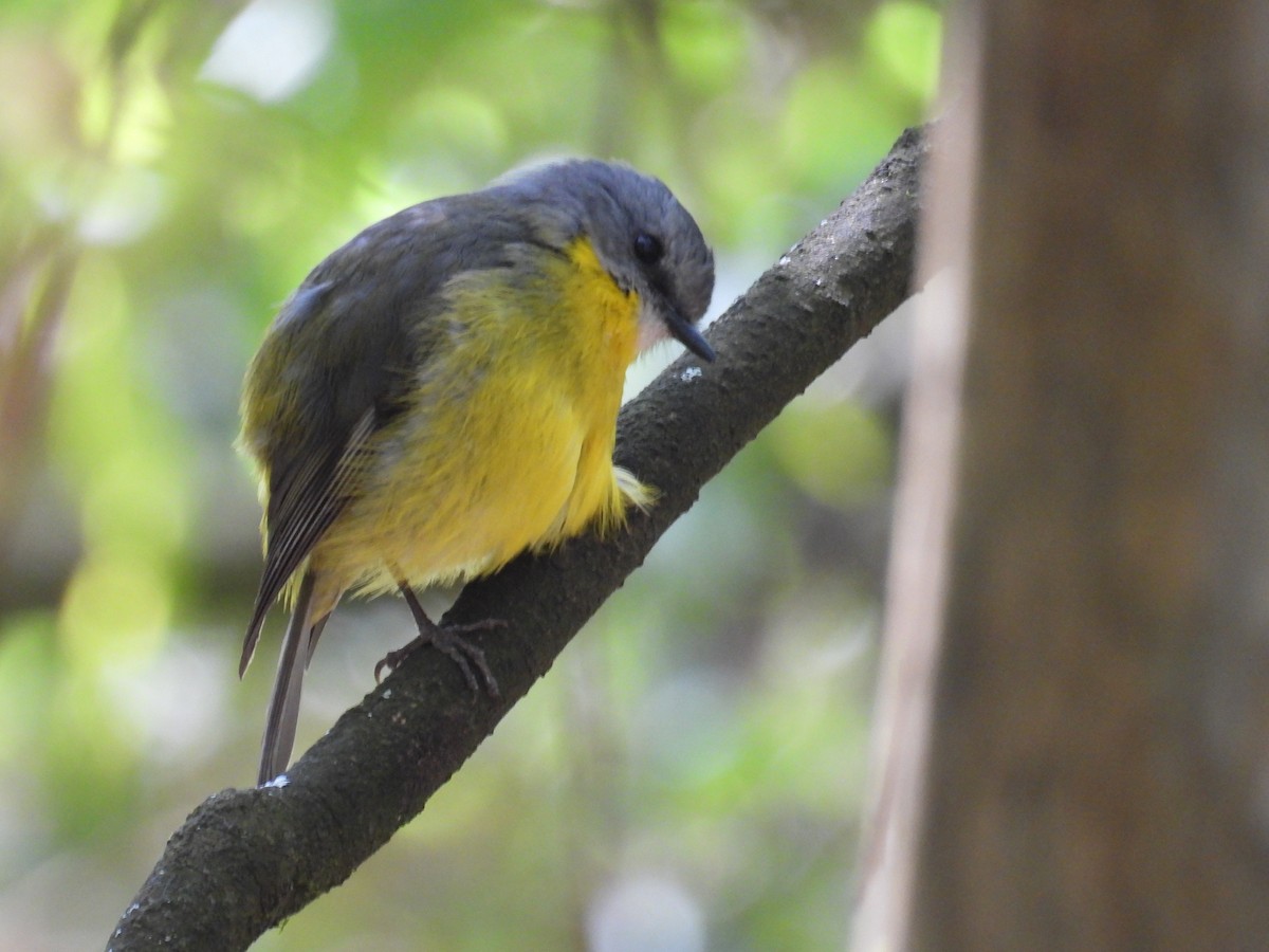 lejsčík žlutý - ML645678357