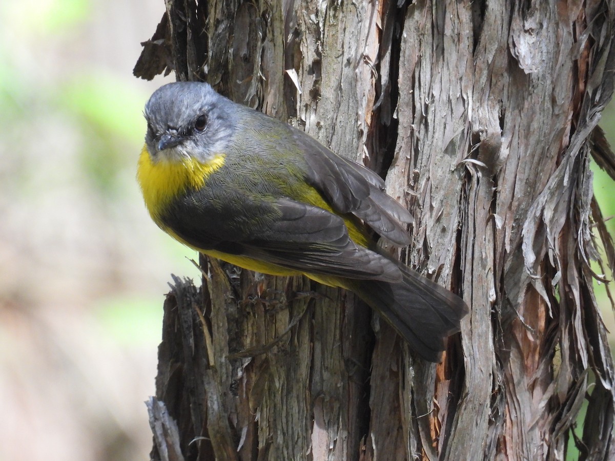 lejsčík žlutý - ML645678358