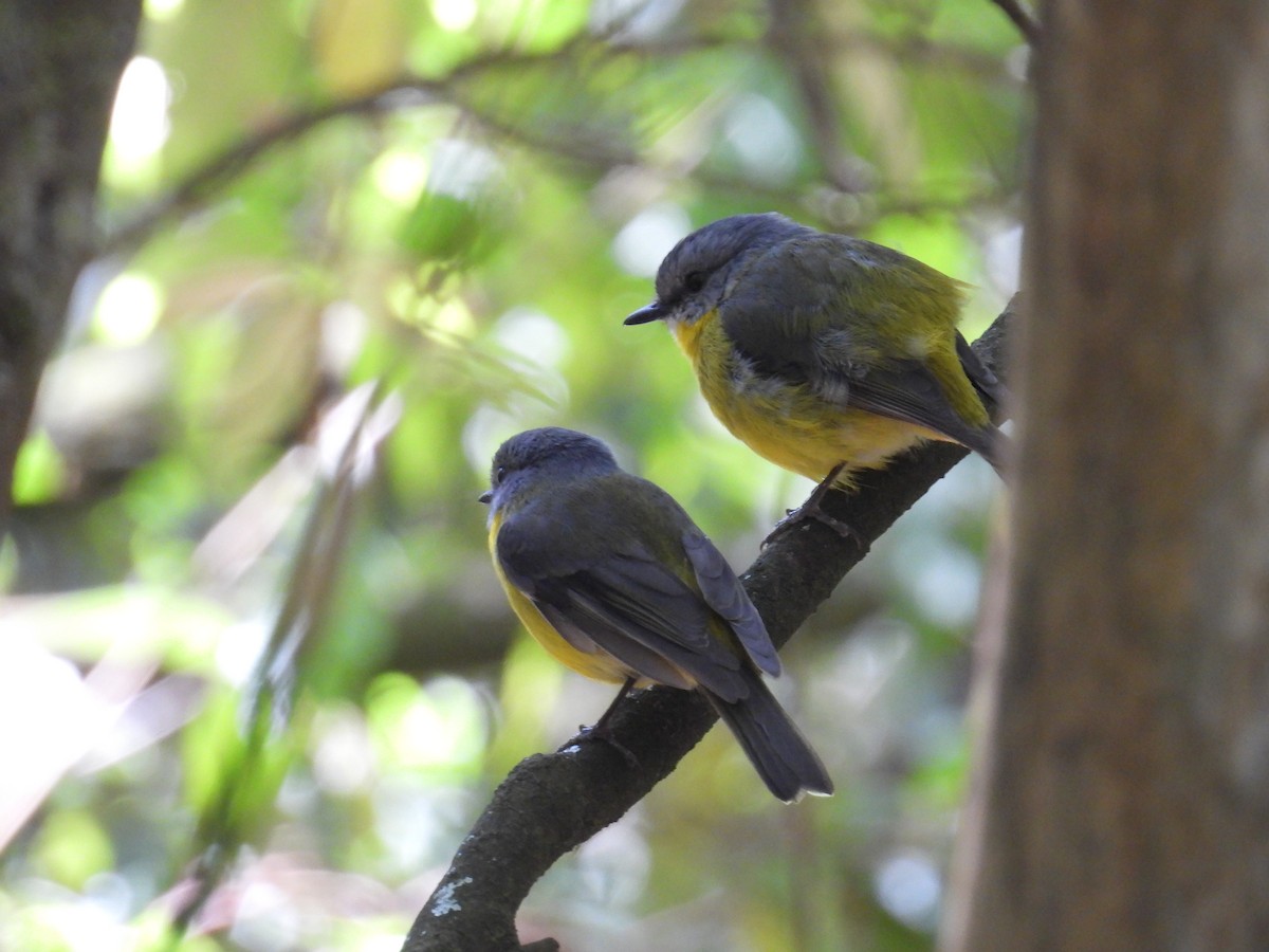 lejsčík žlutý - ML645678359