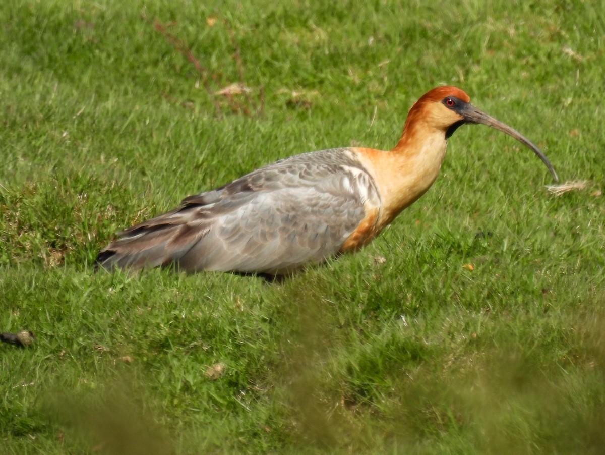 İbikli Sarıca Aynak - ML645678367