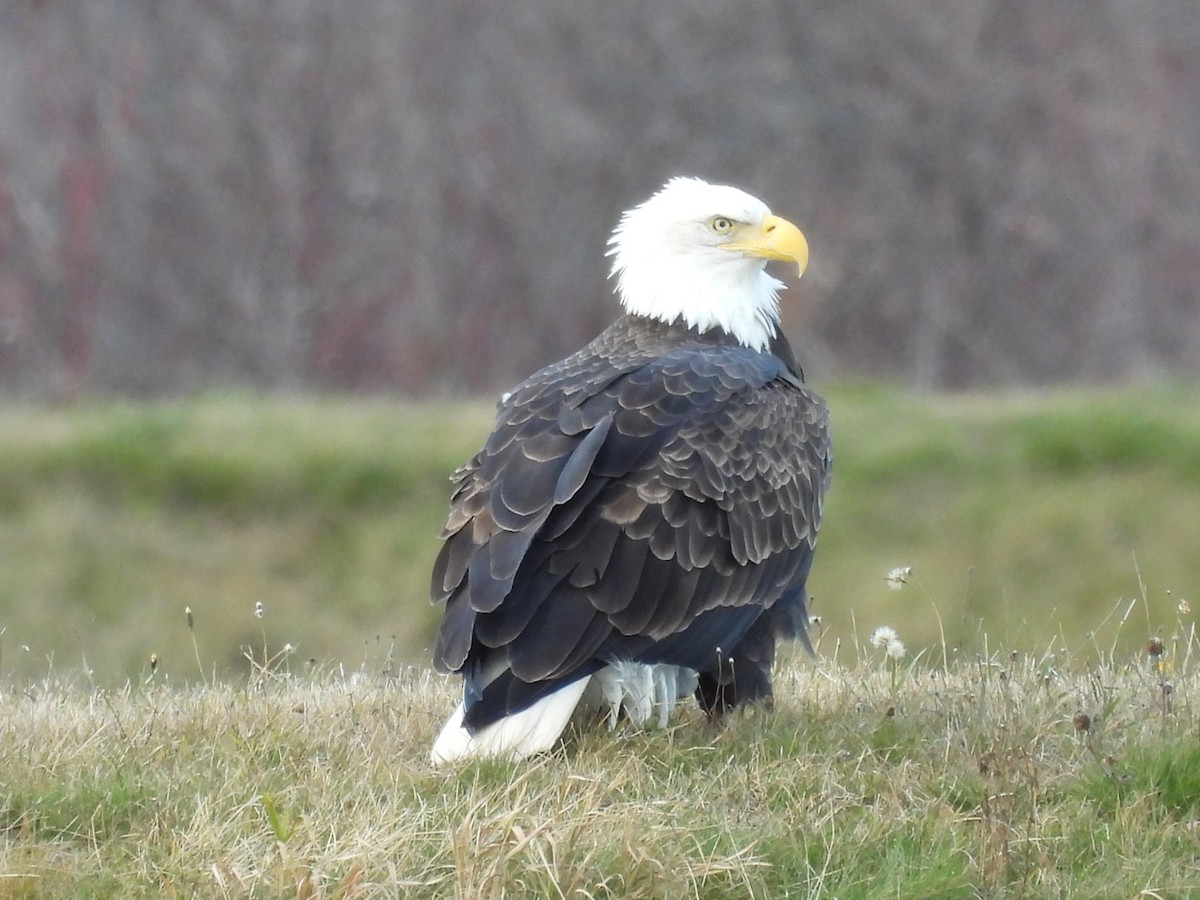 Bald Eagle - ML645678373