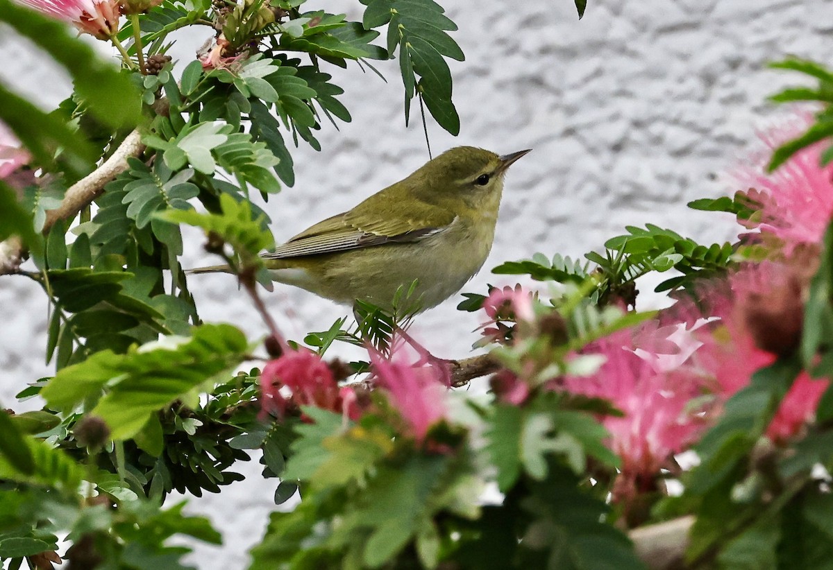 Червоїд світлобровий - ML645678392