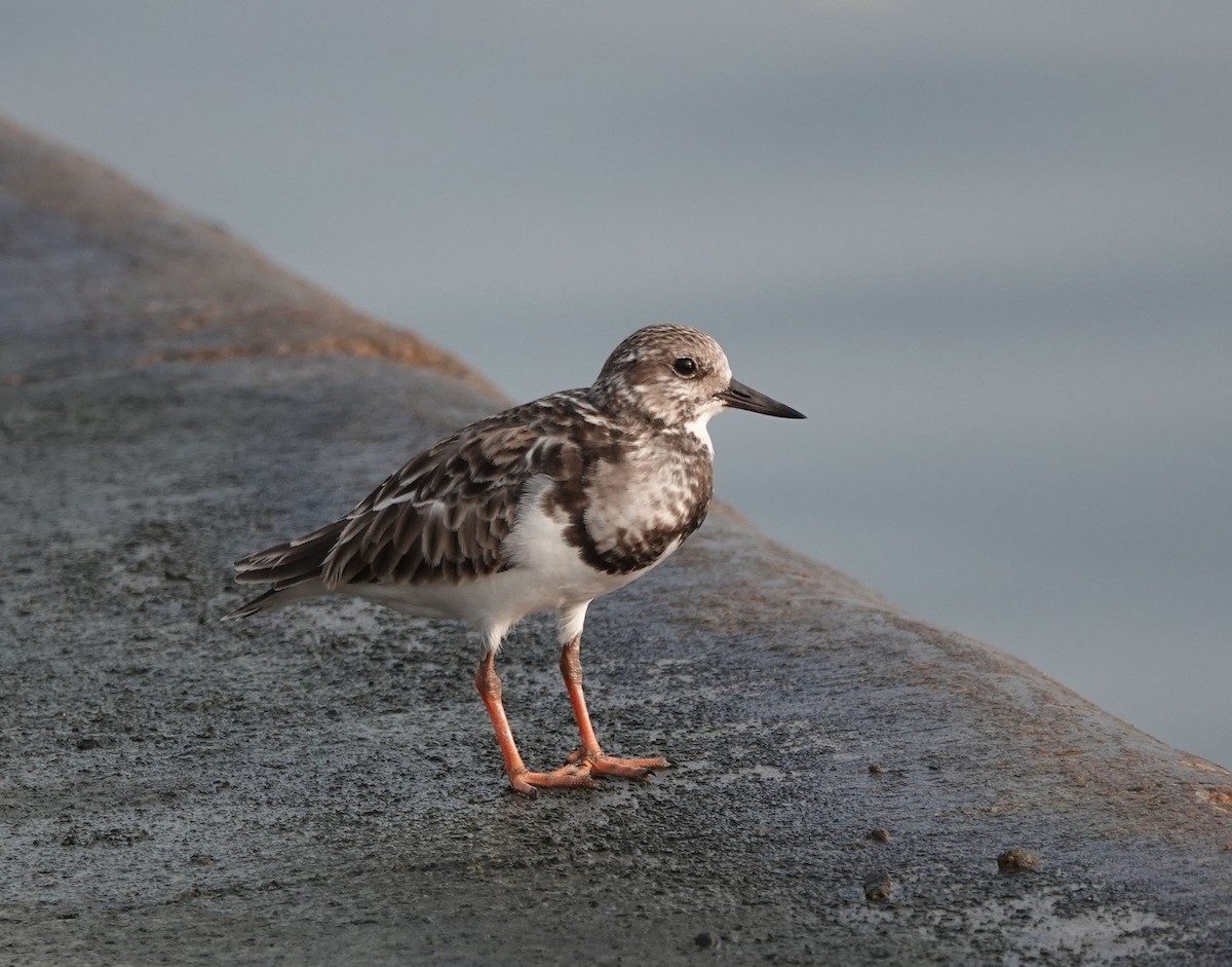 kamenáček pestrý - ML645678400