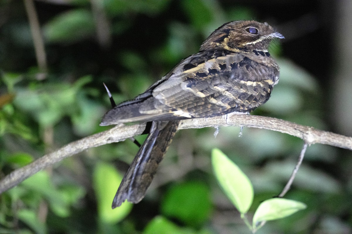 Maharadschanachtschwalbe - ML645678402