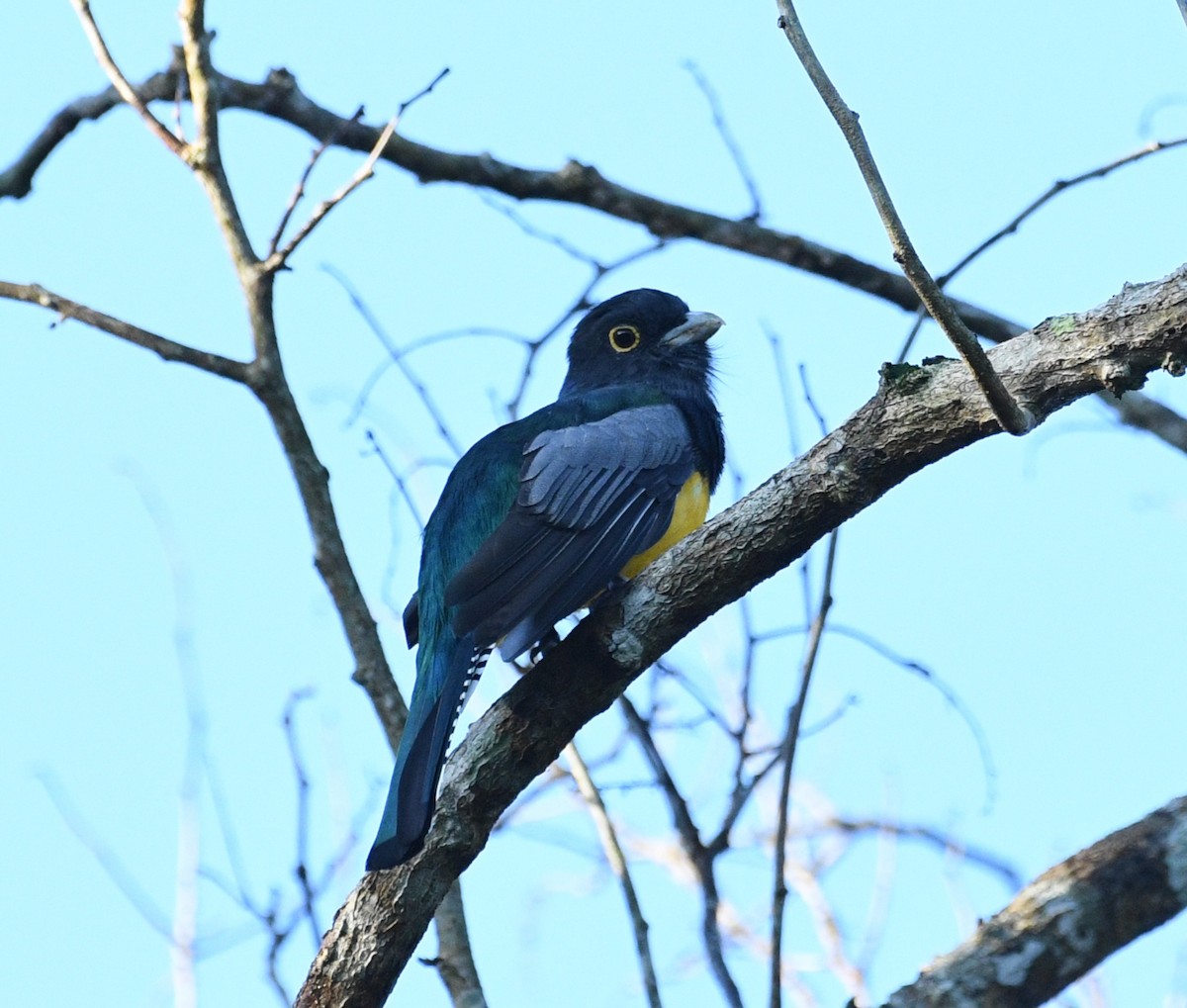 Gartered Violaceous Trogon - ML645678404