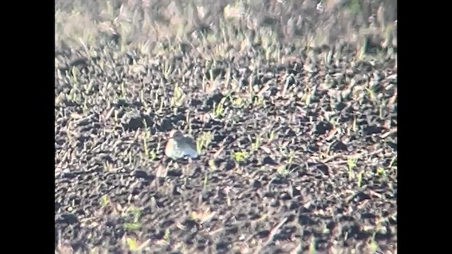 Пісочник гірський - ML645678410