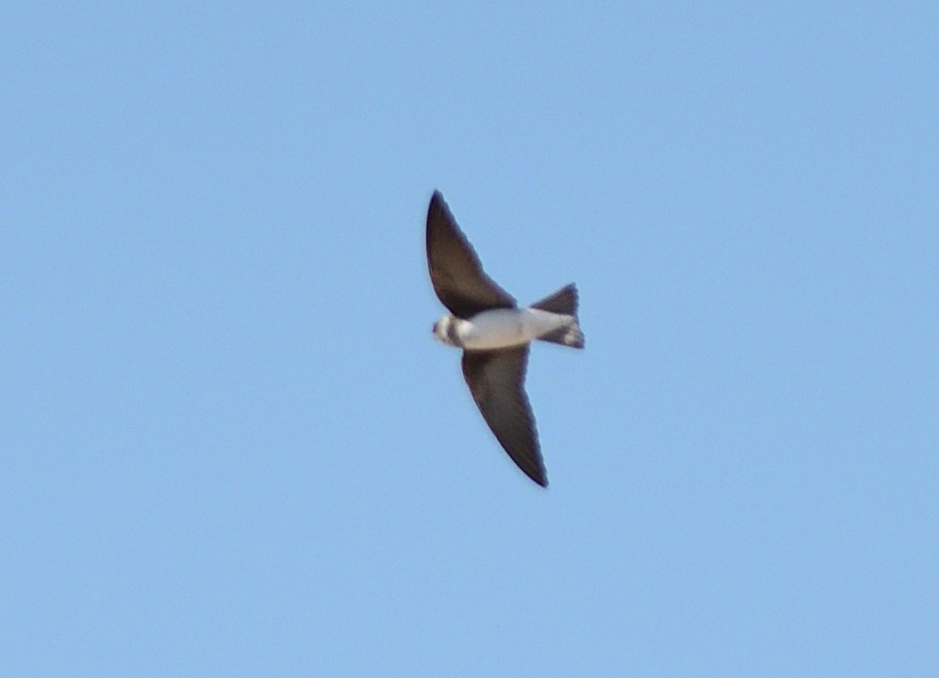 灰沙燕 - ML645678416