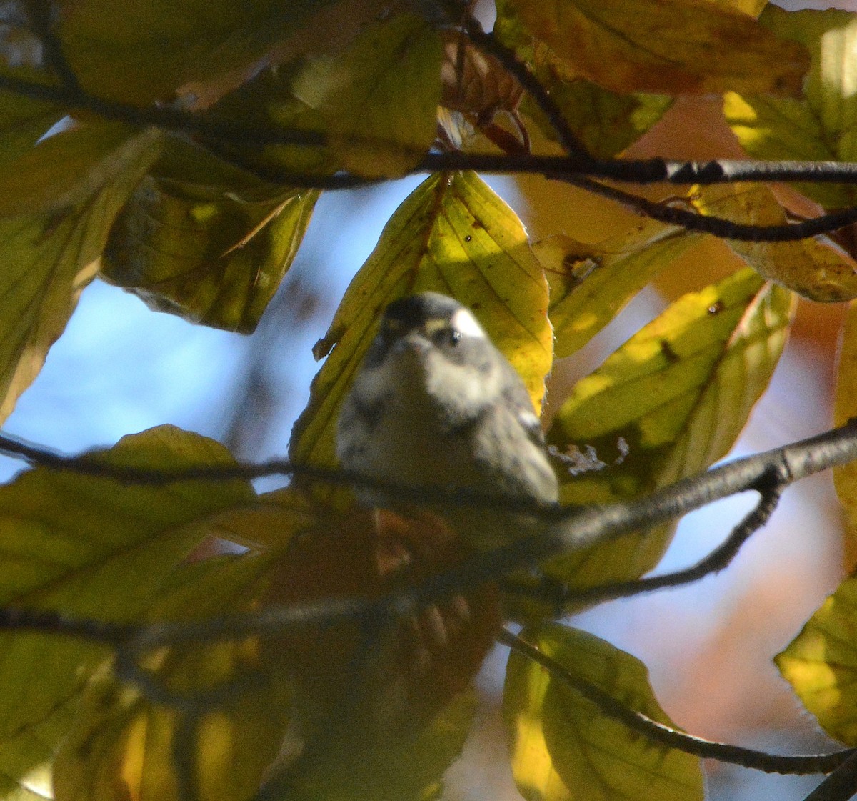 Black-throated Gray Warbler - ML645678419