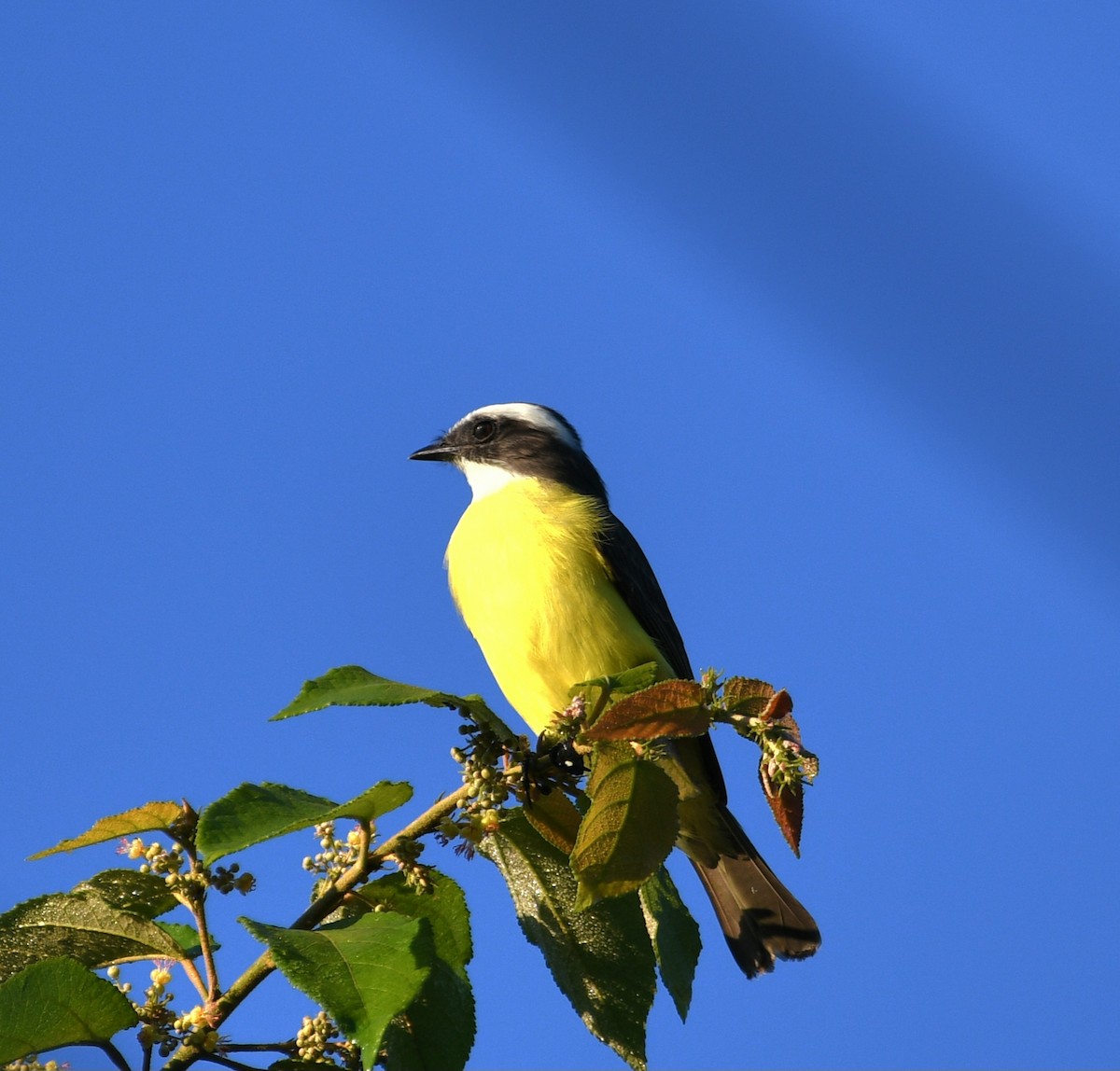 Sosyal Tiran - ML645678434