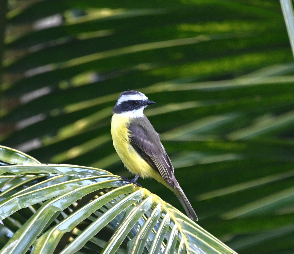 Sosyal Tiran - ML645678435