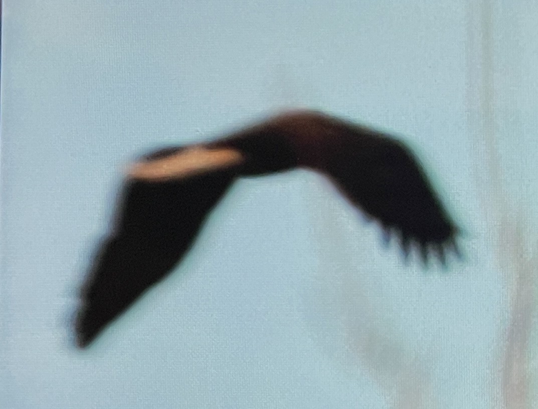 Bald Eagle - ML645678452