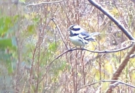 Black-throated Gray Warbler - ML645678455