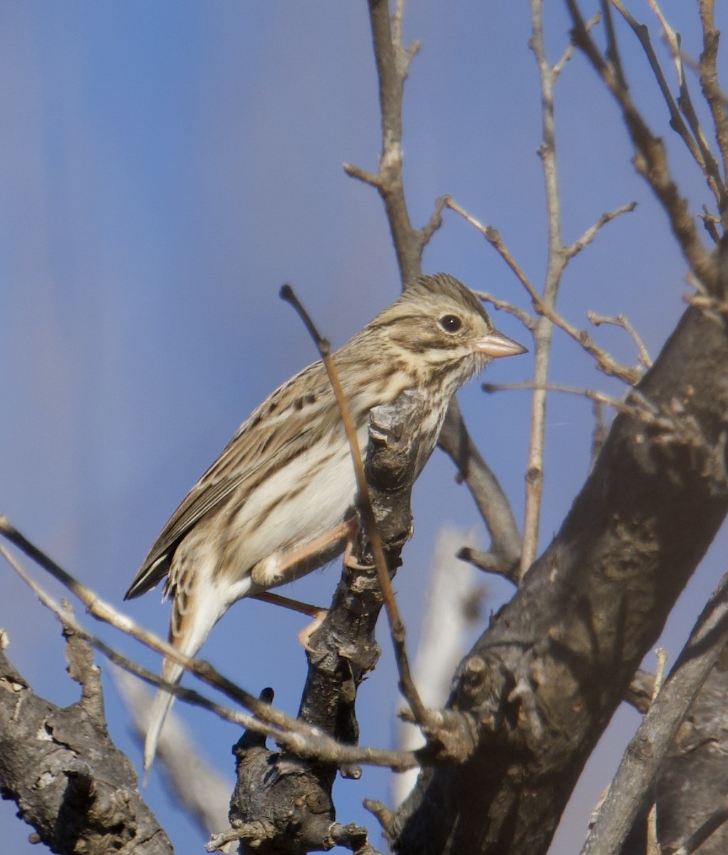 Savannah Sparrow - ML645678456