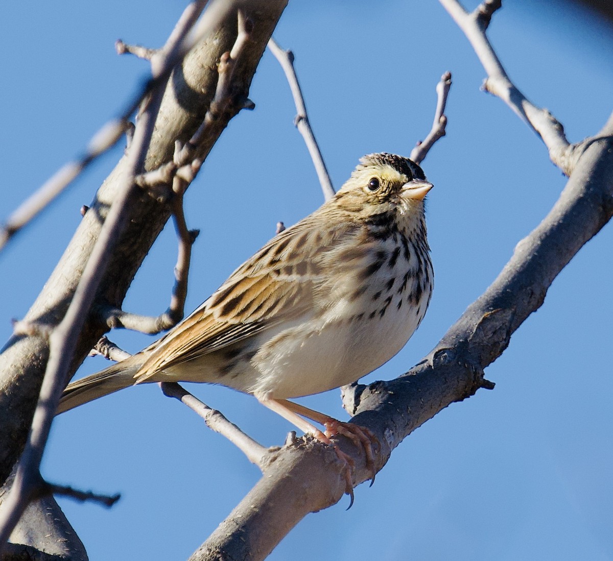 Savannah Sparrow - ML645678457