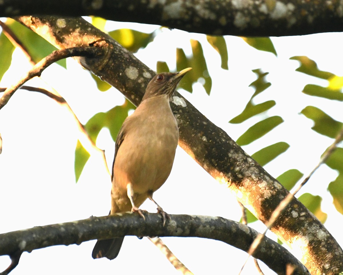 Merle fauve - ML645678468