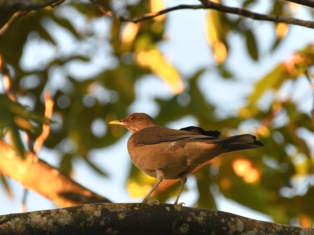 Merle fauve - ML645678469