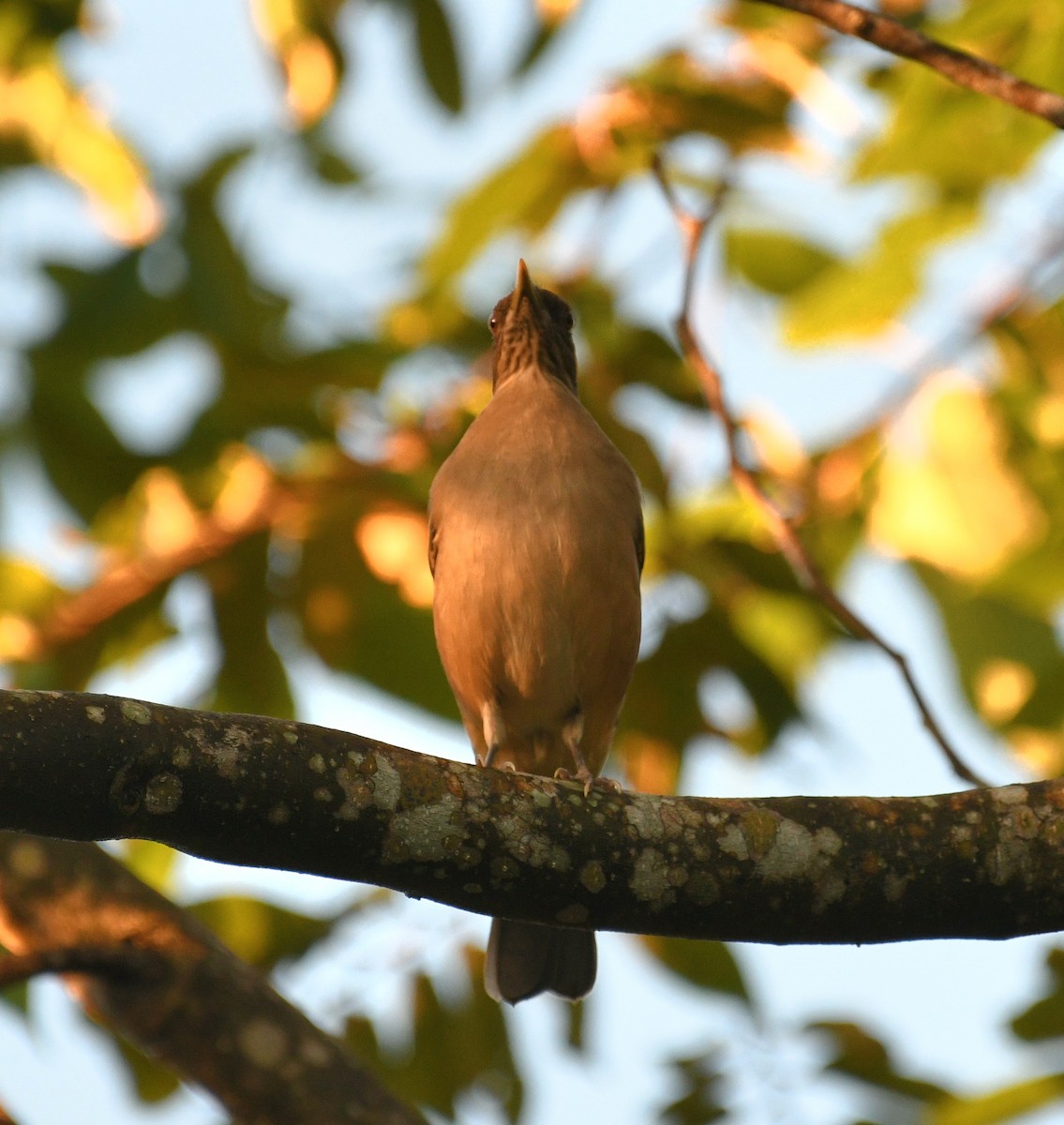 Merle fauve - ML645678470