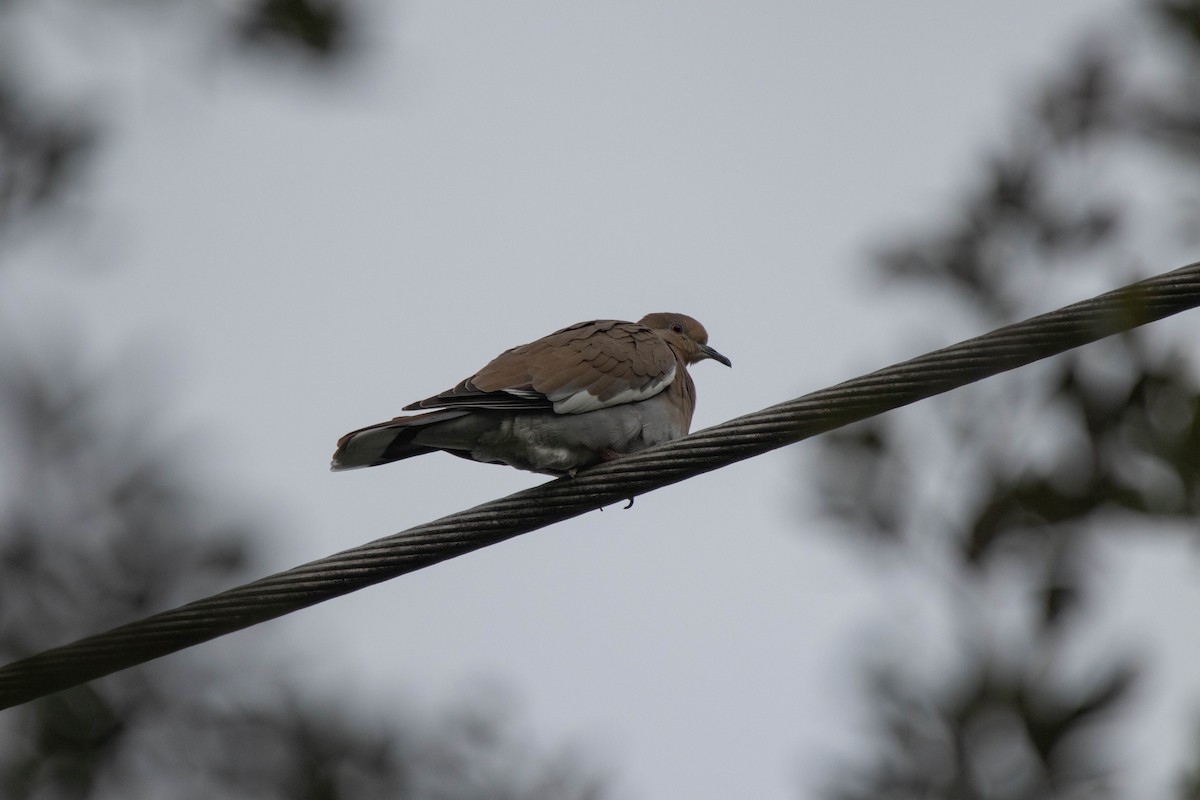 White-winged Dove - ML645678473