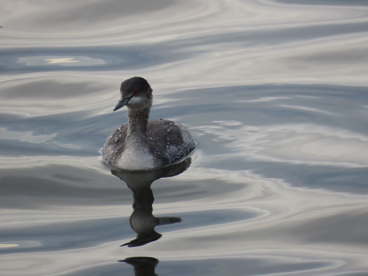 Schwarzhalstaucher - ML645678476