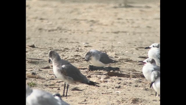 Мартин вилохвостий - ML645678480