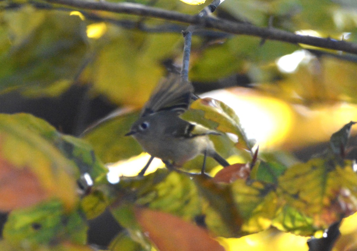 Ruby-crowned Kinglet - ML645678528